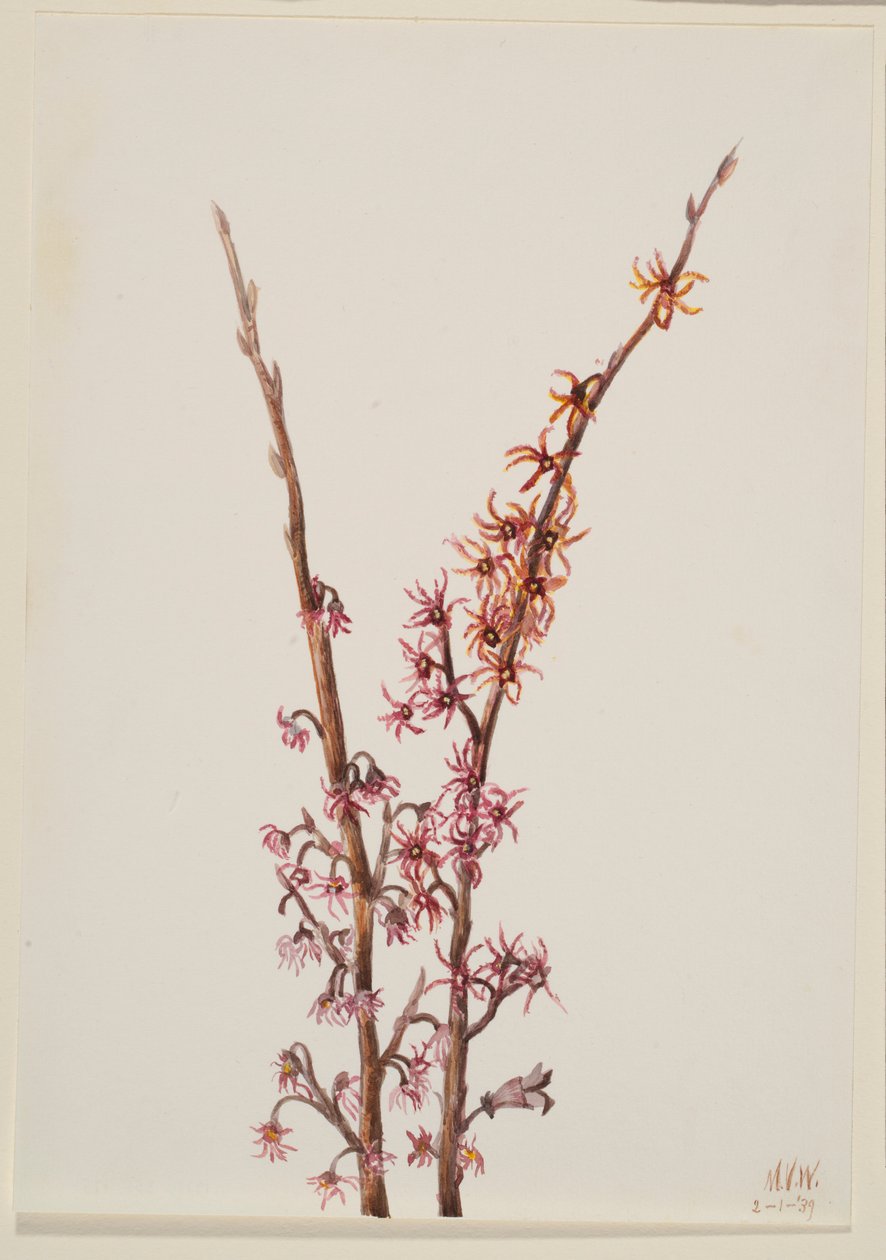 Zonder titel - Plantenstudie door Mary Vaux Walcott
