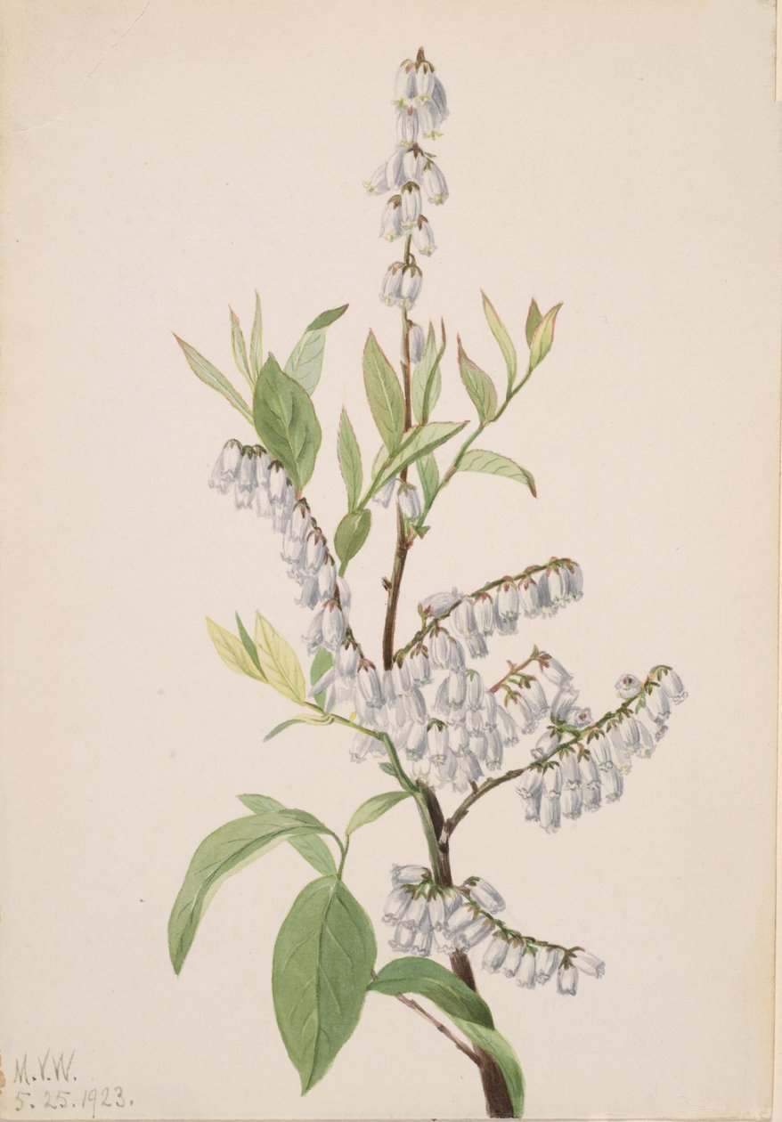 Zonder Titel - Plant Studie, 1923 door Mary Vaux Walcott