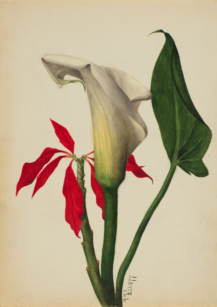 Zonder titel (Calla Lily) door Mary Vaux Walcott