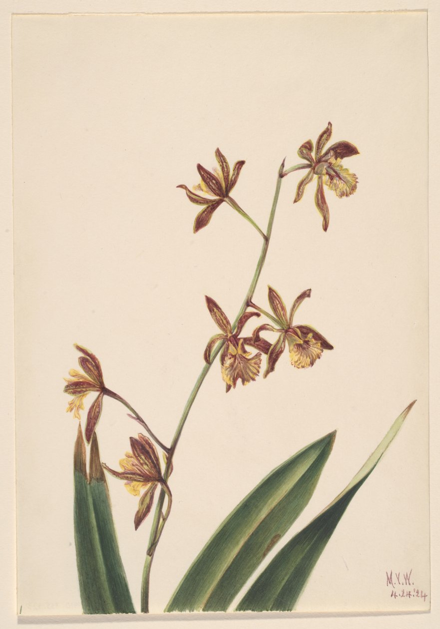 Zonder titel (Bloemstudie) door Mary Vaux Walcott