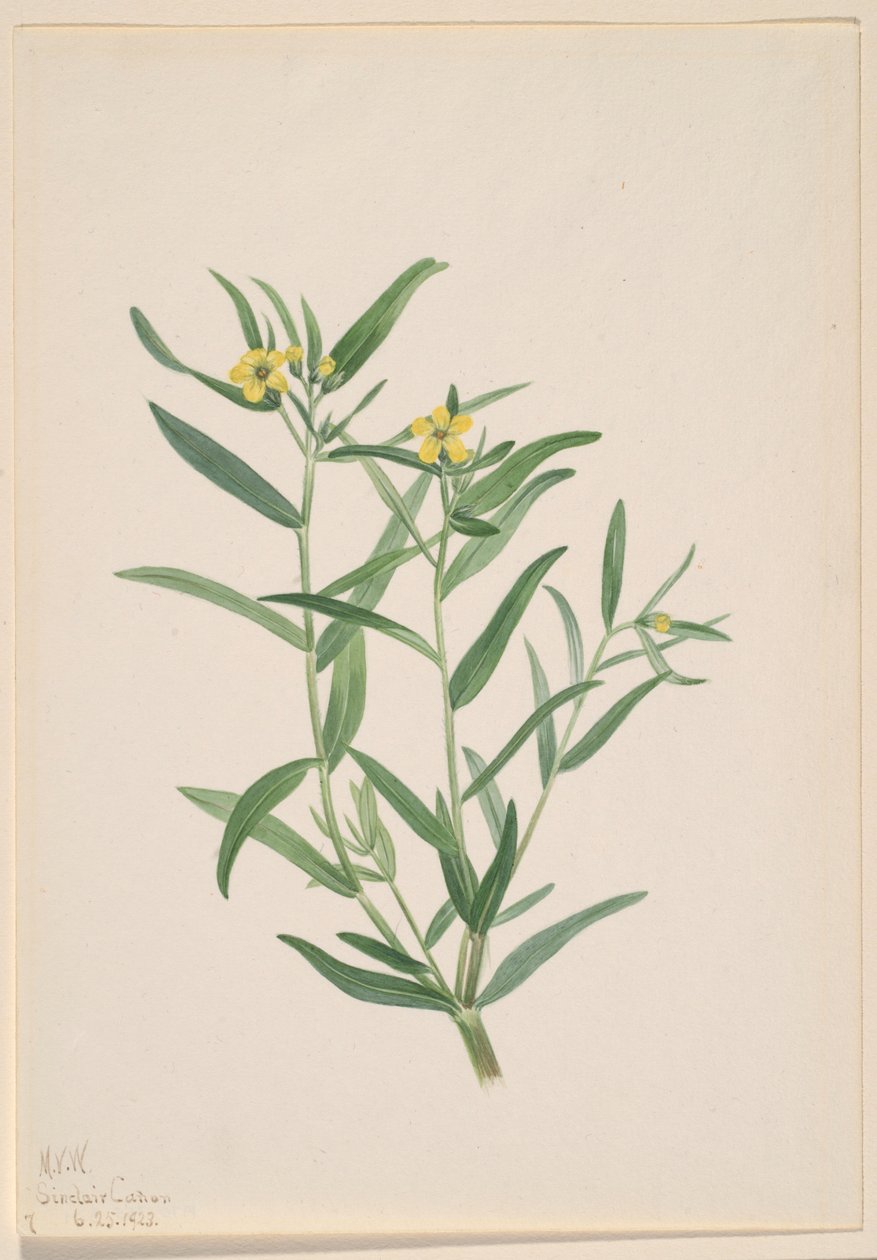 Zonder titel (Bloemstudie) door Mary Vaux Walcott
