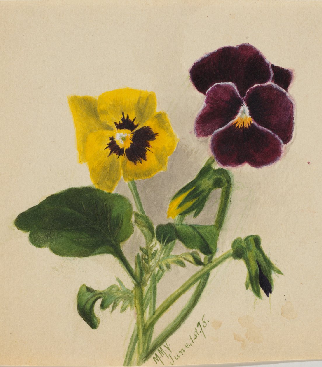 Zonder titel (Viooltjes) door Mary Vaux Walcott