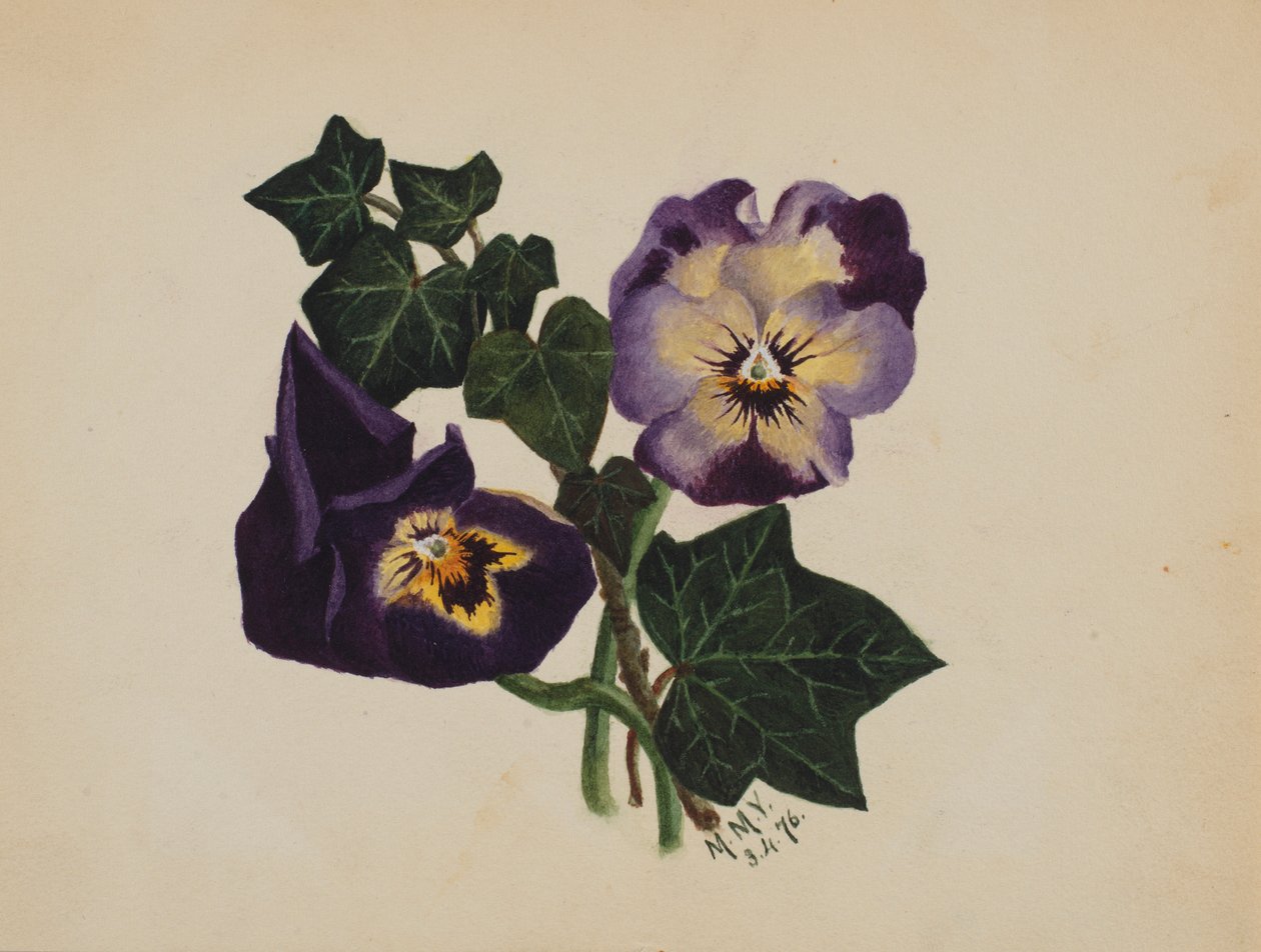 Zonder titel (Viooltjes en klimop) door Mary Vaux Walcott