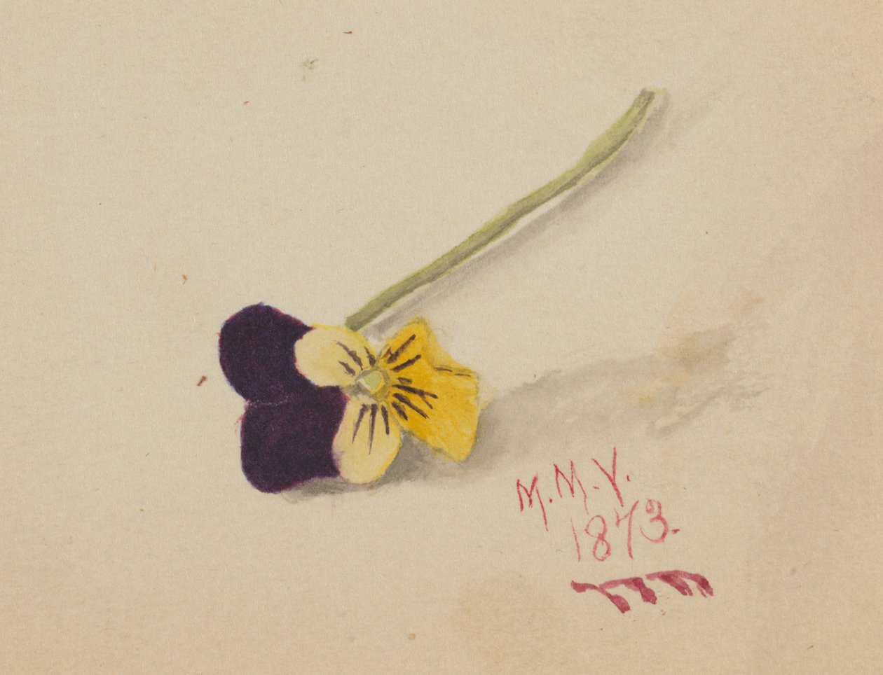 Zonder titel (Viooltje) door Mary Vaux Walcott