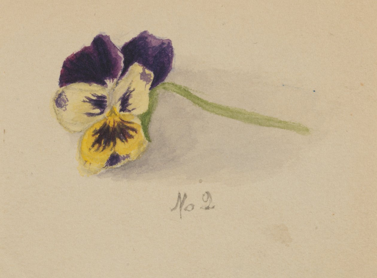Zonder titel (Viooltje) door Mary Vaux Walcott