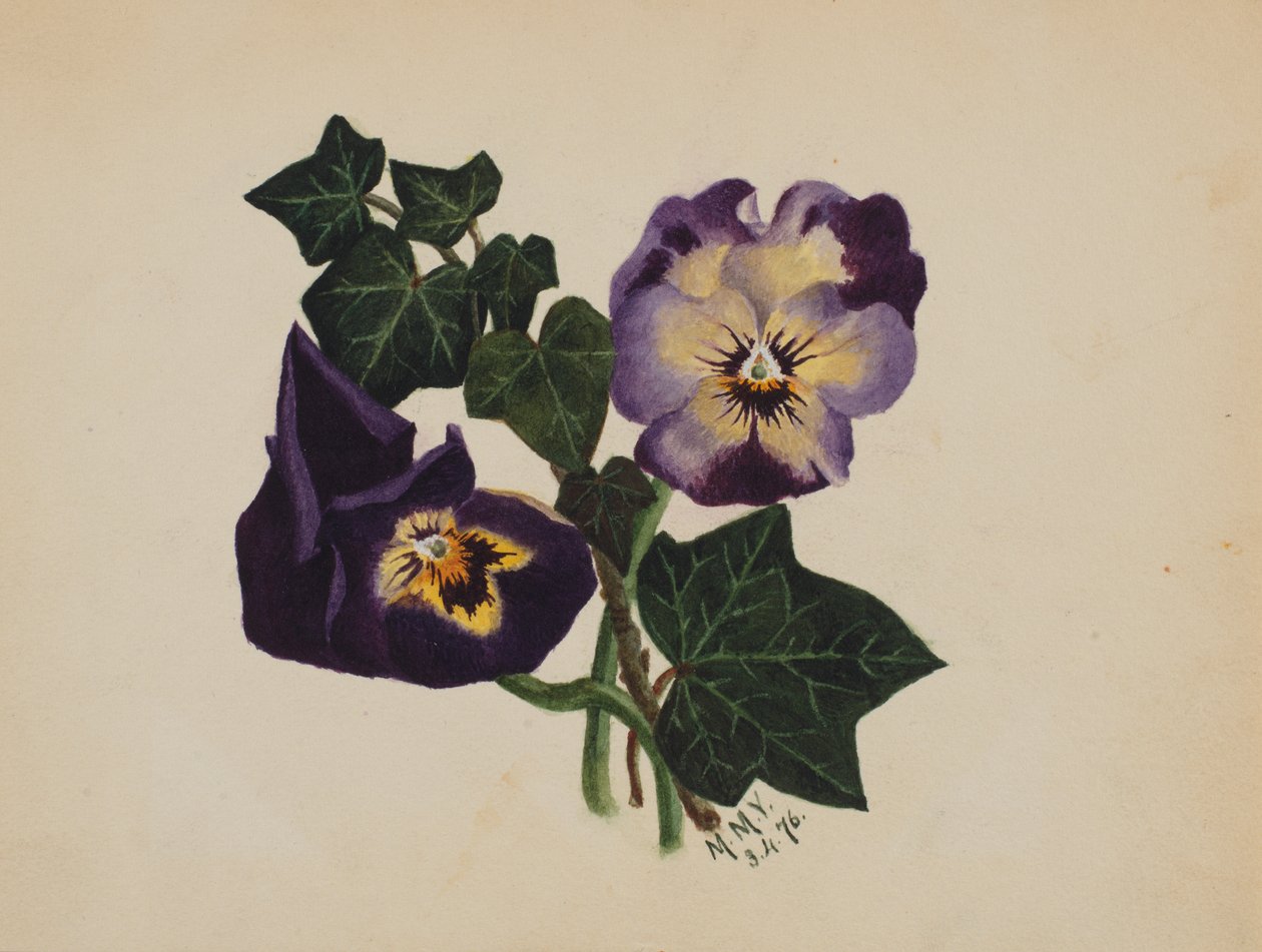 Zonder titel: Viooltjes en klimop door Mary Vaux Walcott