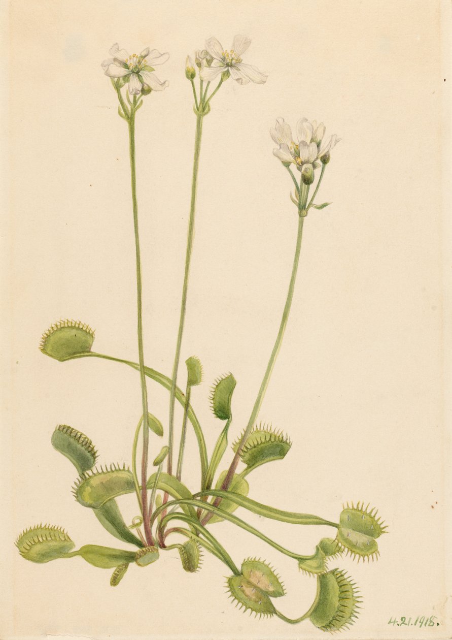 Venus vliegenval (Dionaea muscipula) door Mary Vaux Walcott