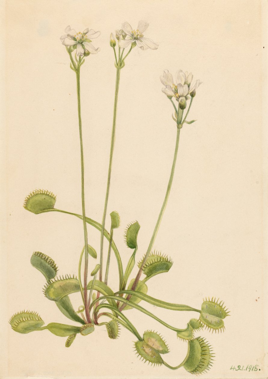 Venusvliegenvanger Dionaea muscipula, 1918 door Mary Vaux Walcott