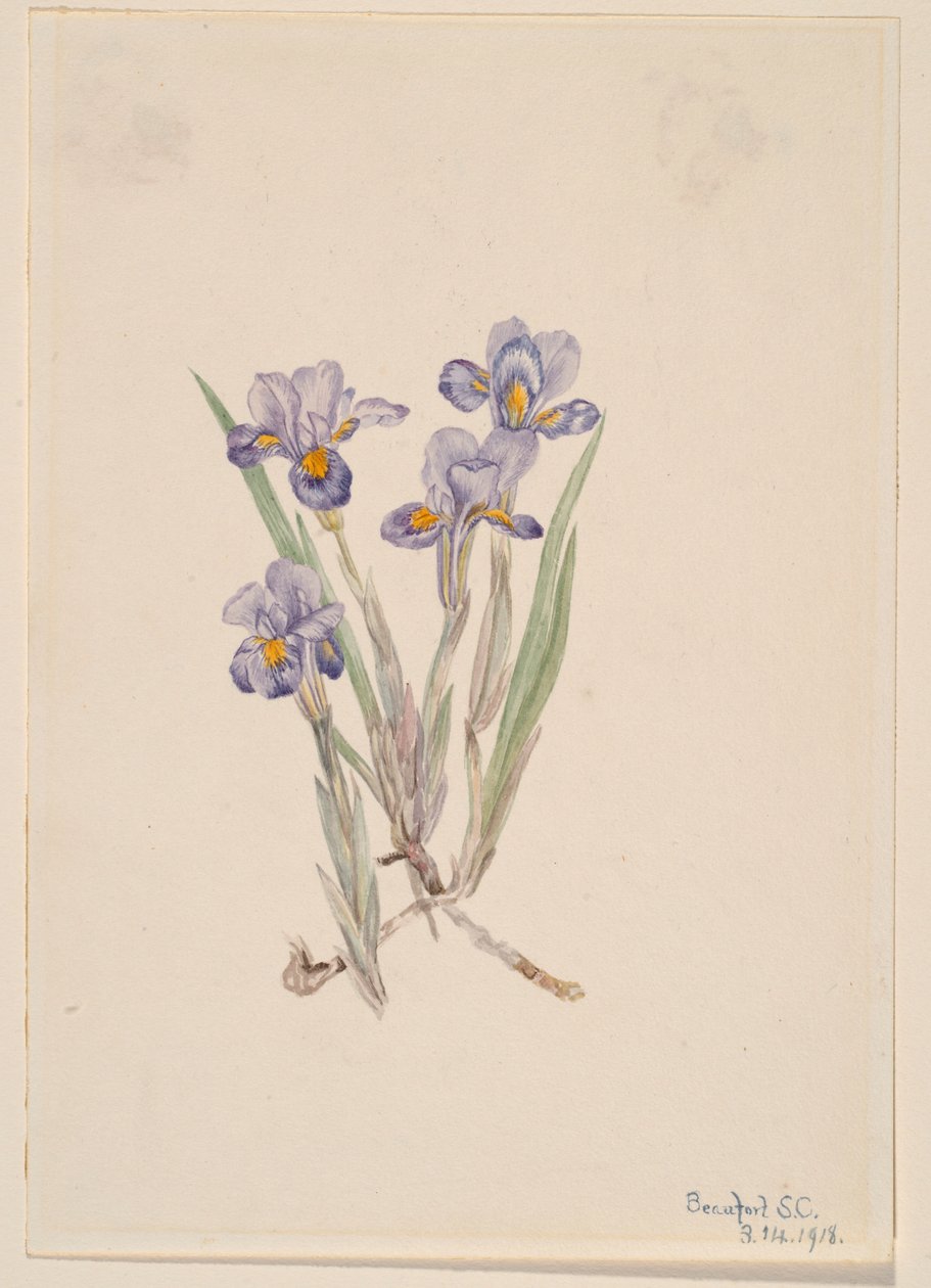 Winteresdoorn (Iris verna) door Mary Vaux Walcott
