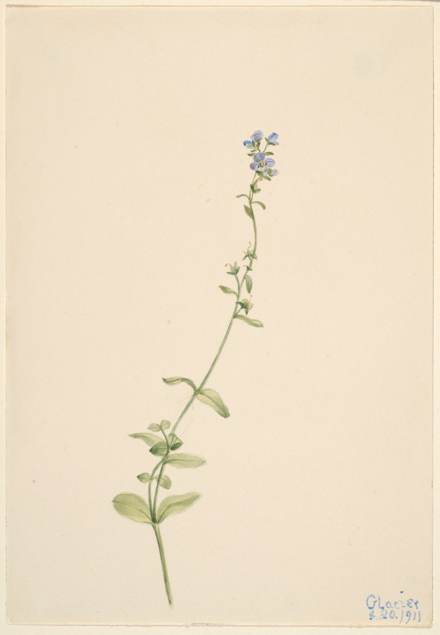 Veronica serpyllifolia door Mary Vaux Walcott