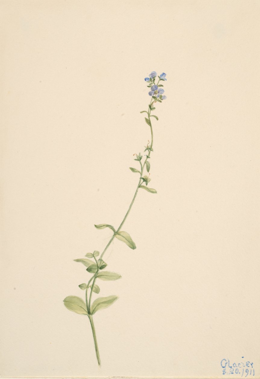 Veronica serpyllifolia, 1911 door Mary Vaux Walcott