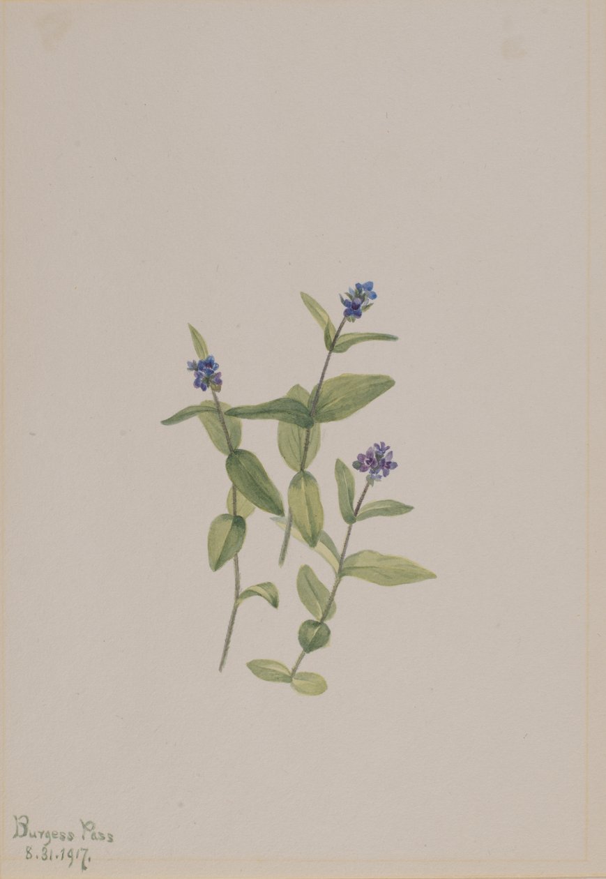 Veronica wormskjoldii, 1917 door Mary Vaux Walcott