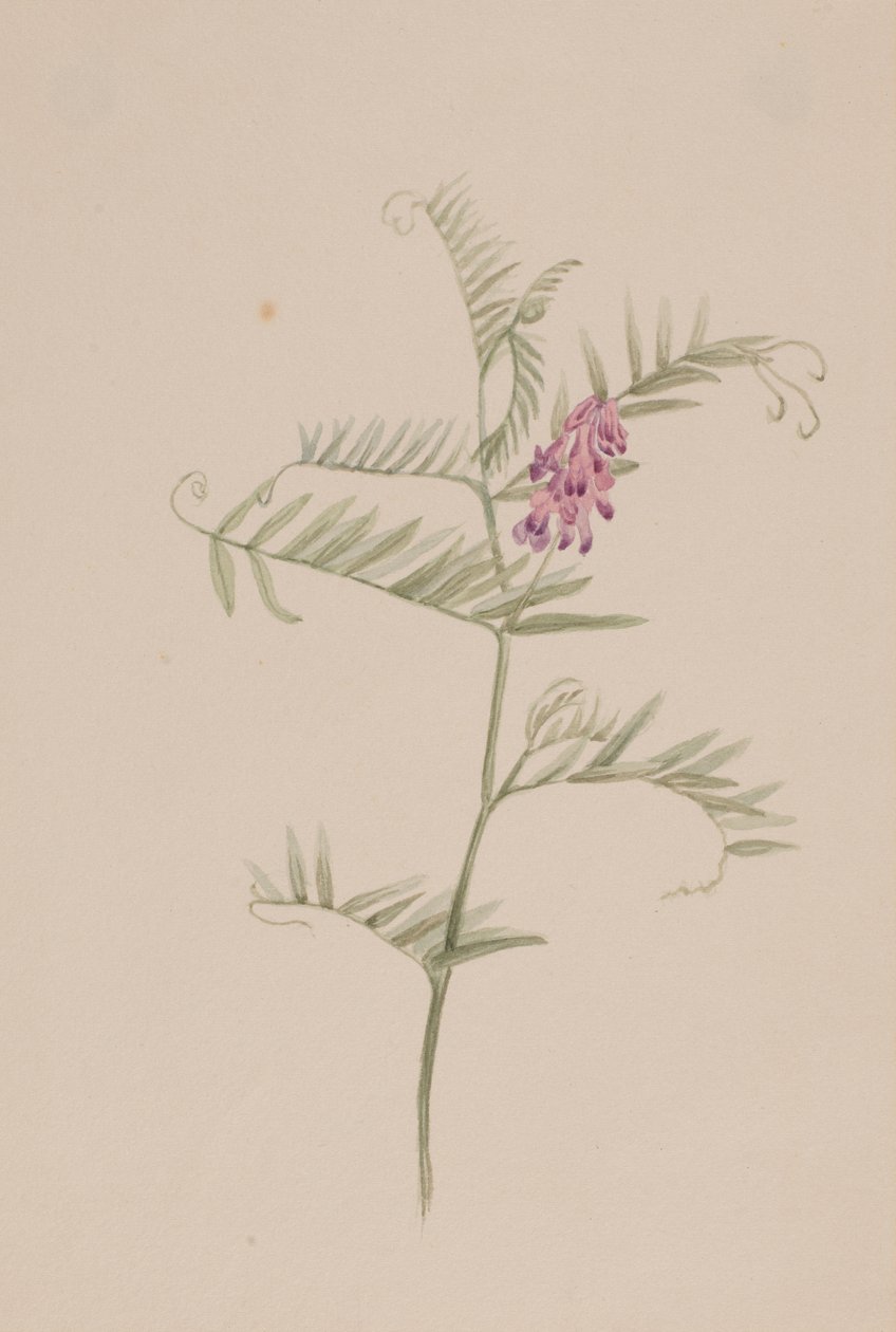 Vicia americana door Mary Vaux Walcott