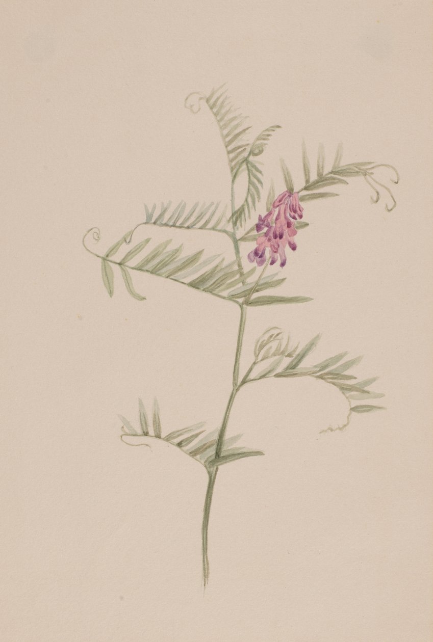 Vicia americana, ca. 1917-1918 door Mary Vaux Walcott