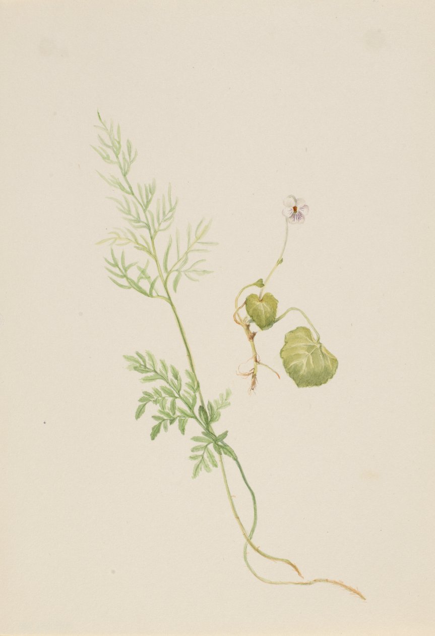 Moerasviooltje, ca. 1917-1918 door Mary Vaux Walcott