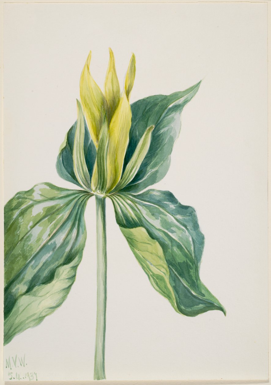 Wake-Robin (Trillium underwoodii) door Mary Vaux Walcott