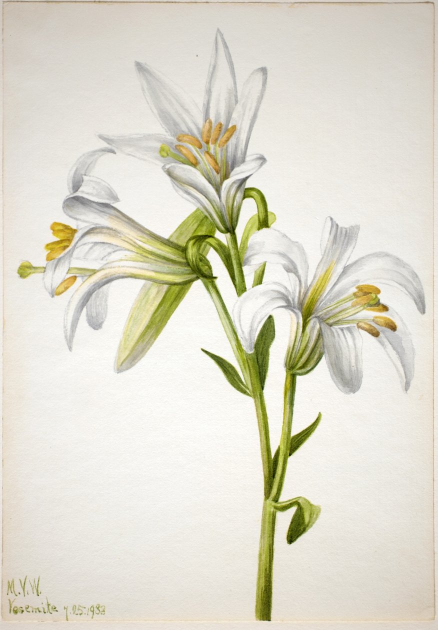 Washingtonlelie (Lilium washingtonianum) door Mary Vaux Walcott