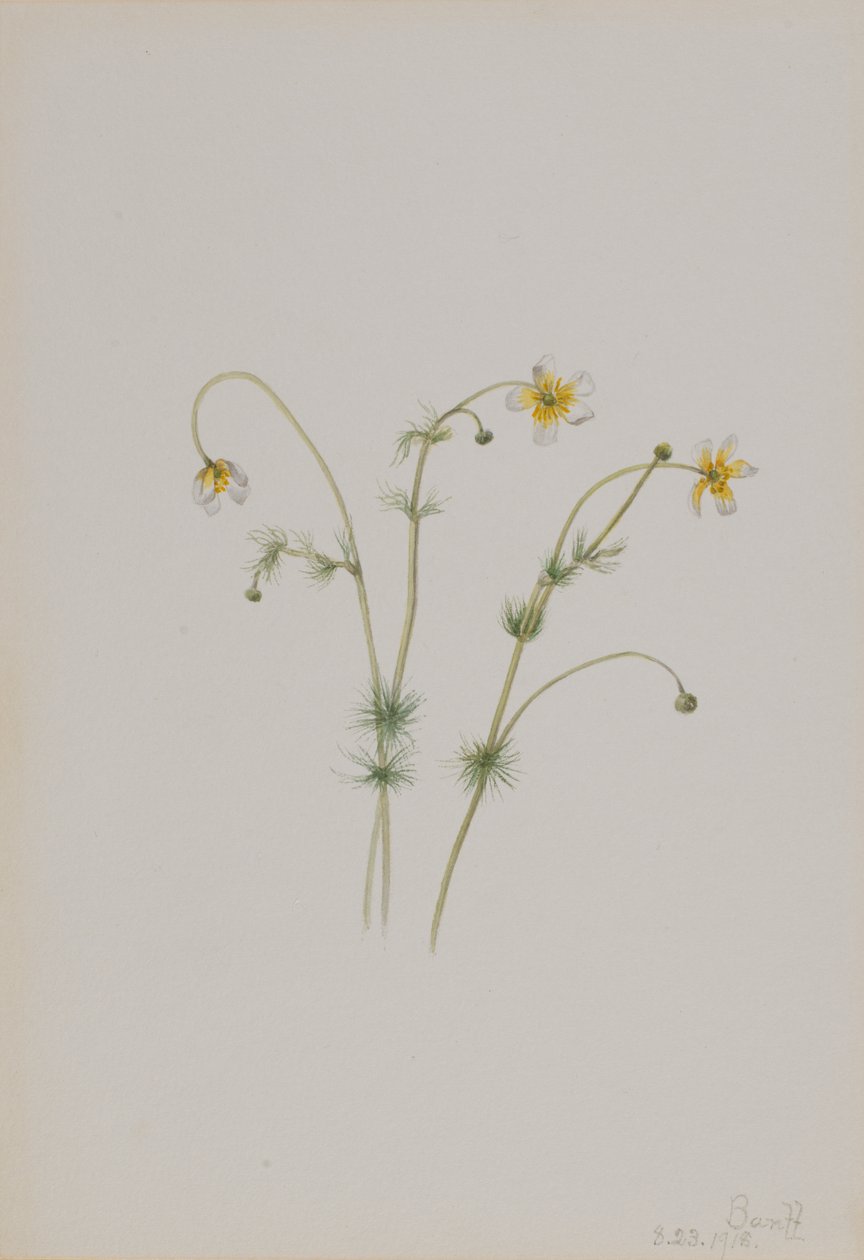 Waterranonkel Batrachium trichophyllum, 1918 door Mary Vaux Walcott