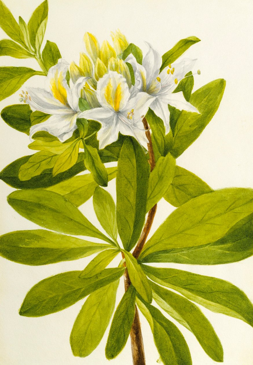 Westelijke Azalea (Rhododendron occidentale) door Mary Vaux Walcott