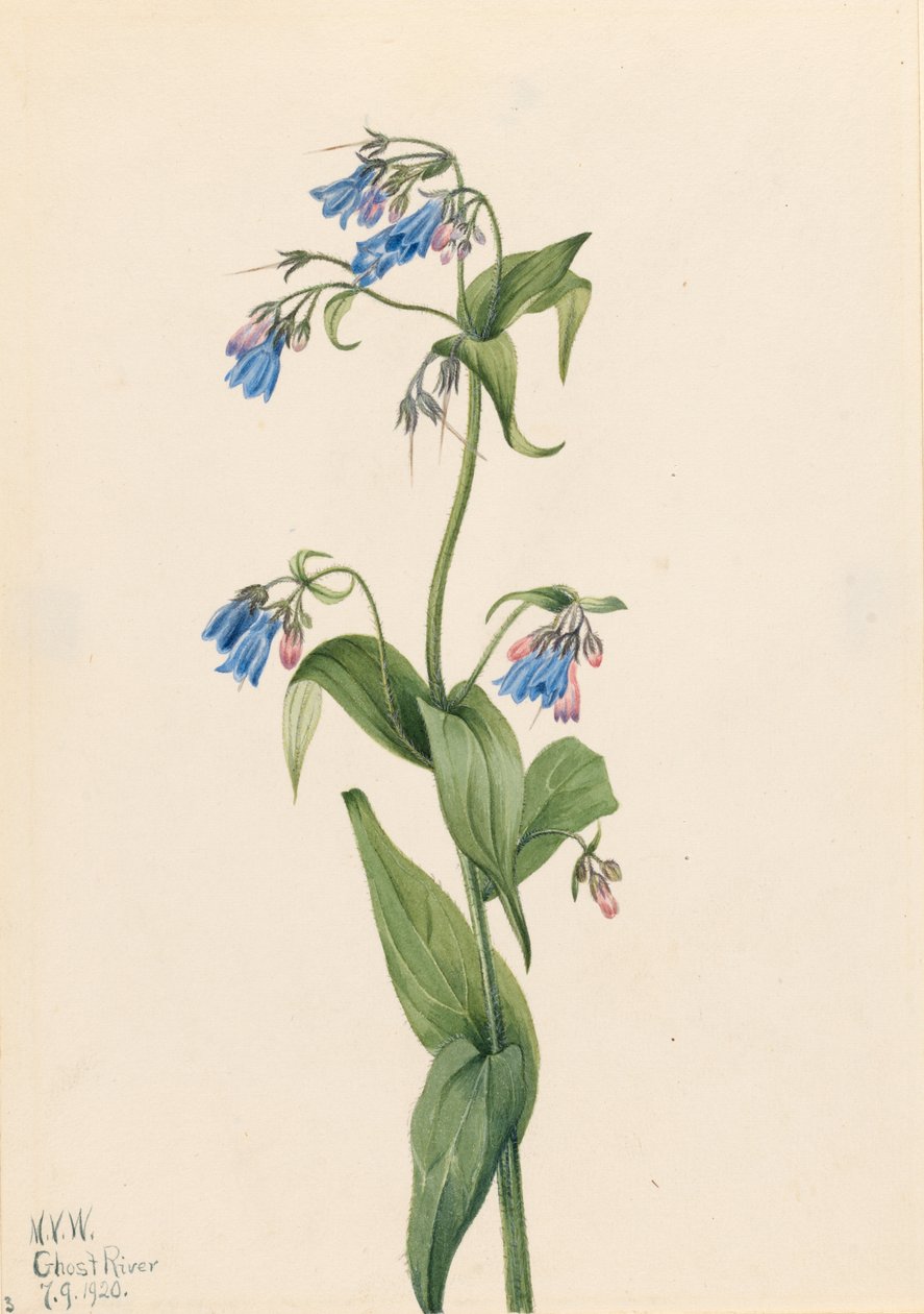 Blauwe bosklokjes (Mertensia paniculata) door Mary Vaux Walcott