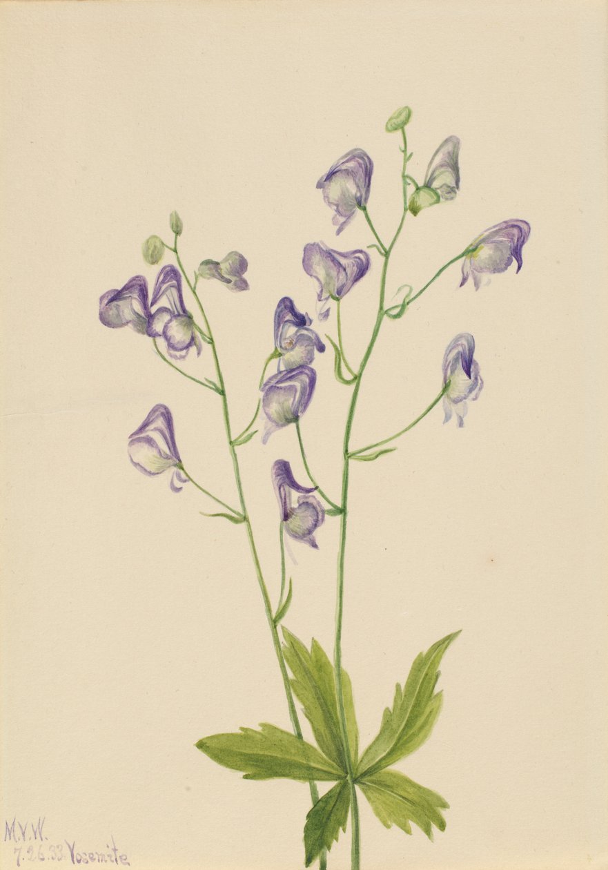 Westelijke monnikskap (Aconitum columbianum) door Mary Vaux Walcott