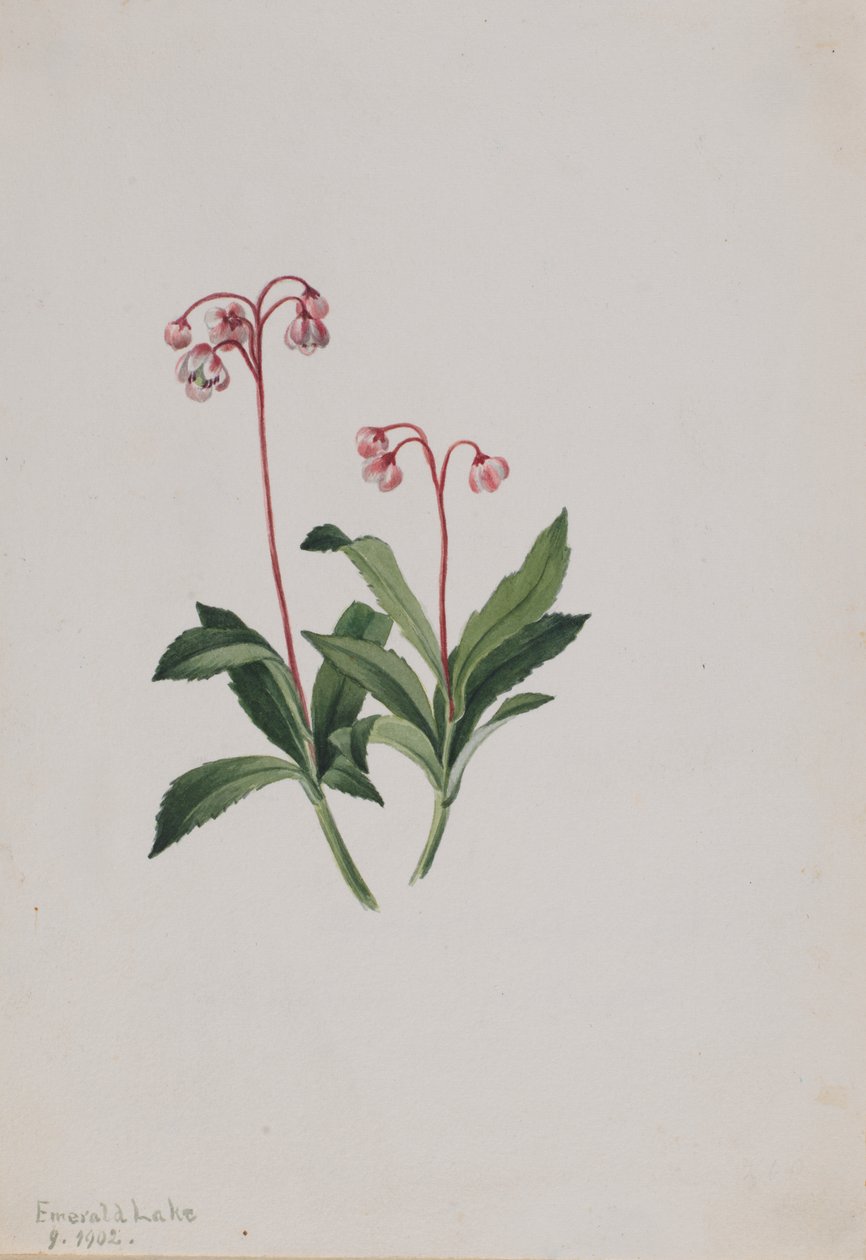 Westelijke pipsissewa (Chimaphila umbellata) door Mary Vaux Walcott