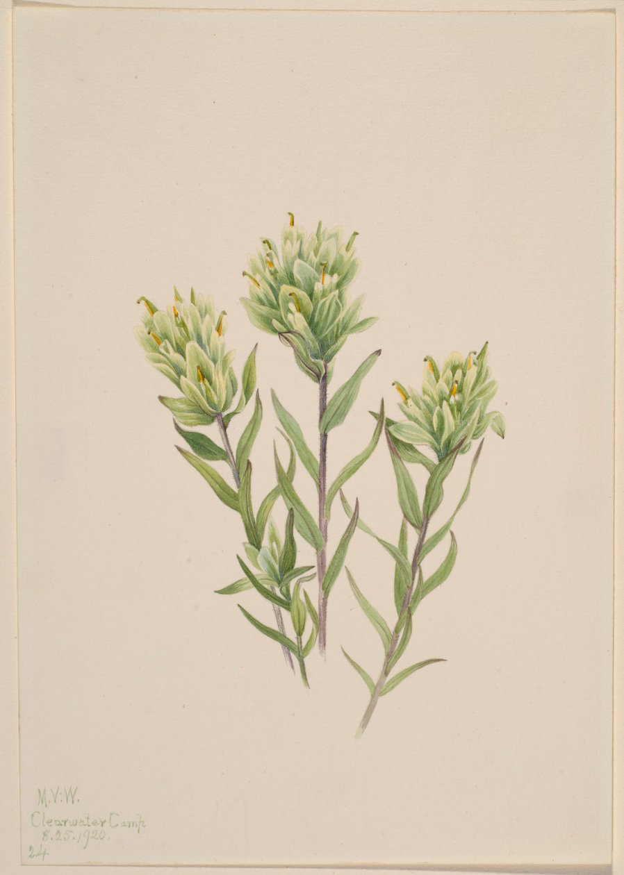 Witte verfkwast (Castilleja occidentalis) door Mary Vaux Walcott