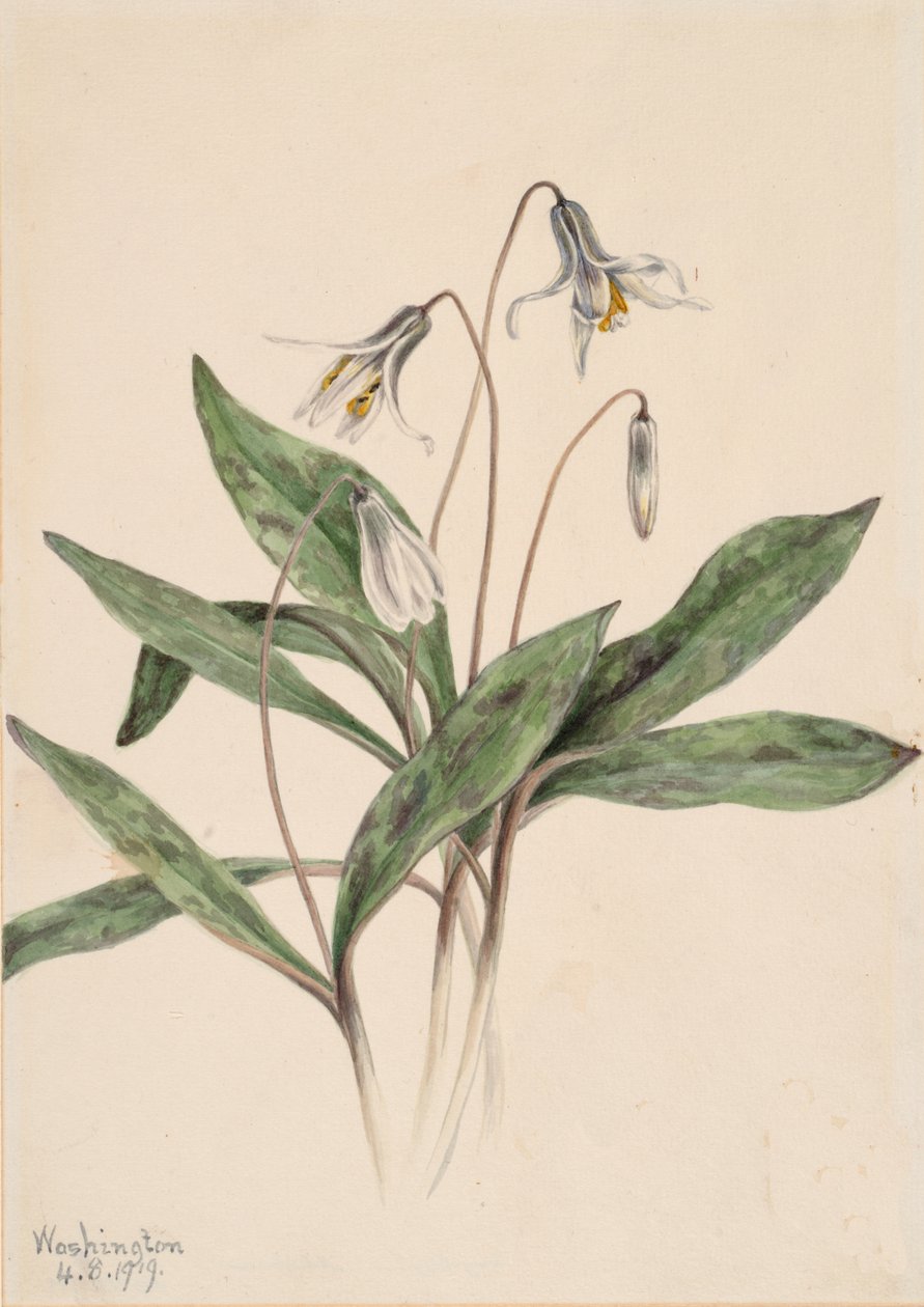 Witte forellelie Erythronium albidum (1919) door Mary Vaux Walcott
