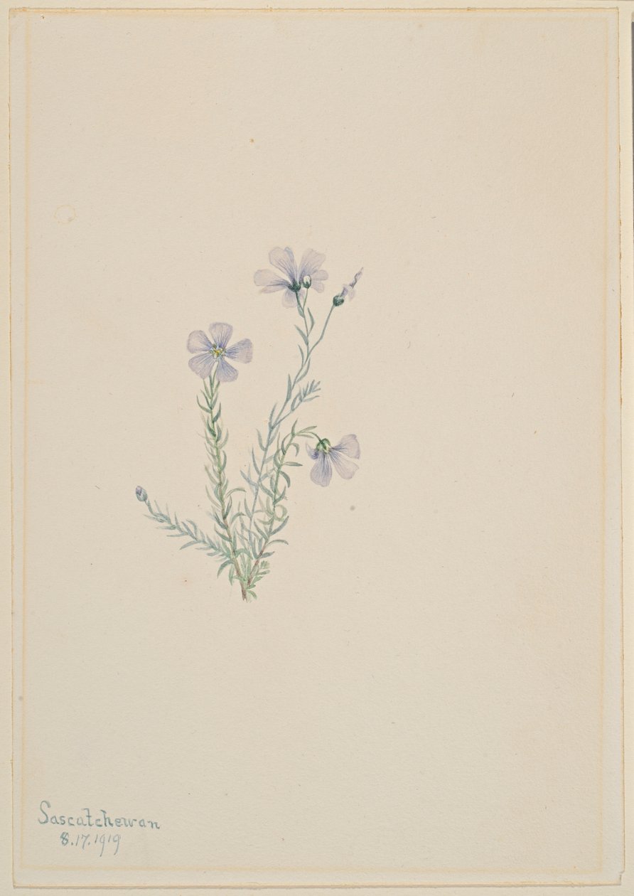 Wilde vlas (Linum lewisii) door Mary Vaux Walcott