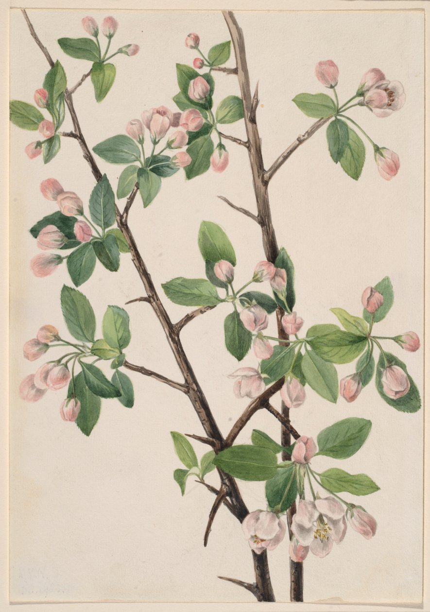 Wilde krab (Malus coronaria) door Mary Vaux Walcott