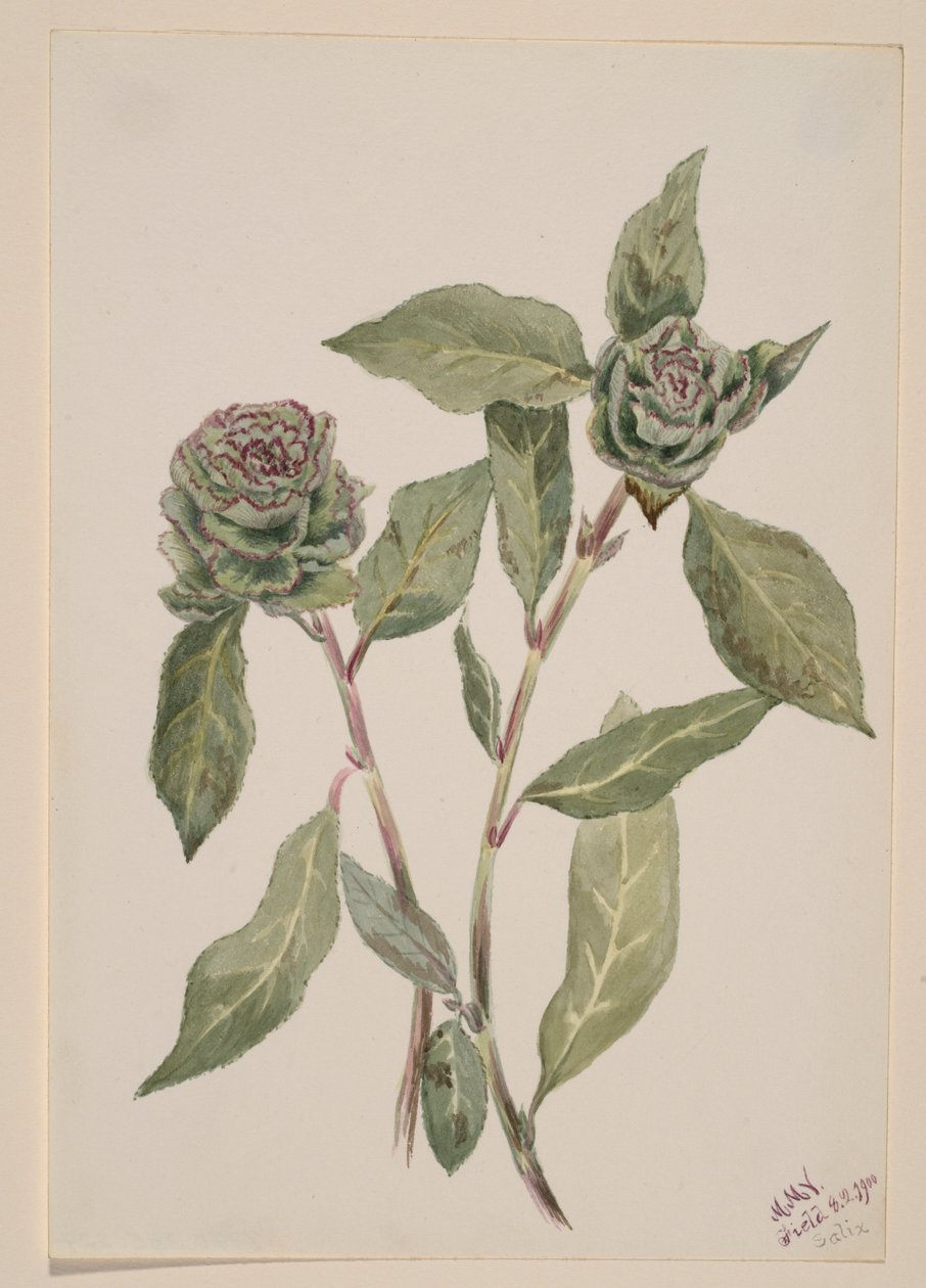 Wilg (Salix) door Mary Vaux Walcott