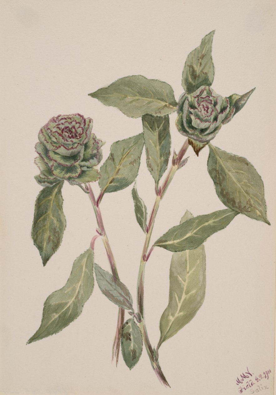 Wilg Salix, 1900 door Mary Vaux Walcott
