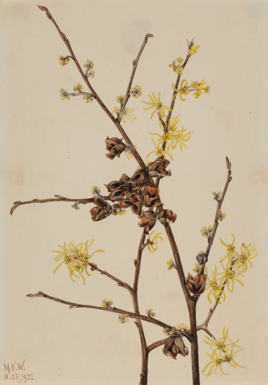 Toverhazelaar (Hamamelis virginiana) door Mary Vaux Walcott