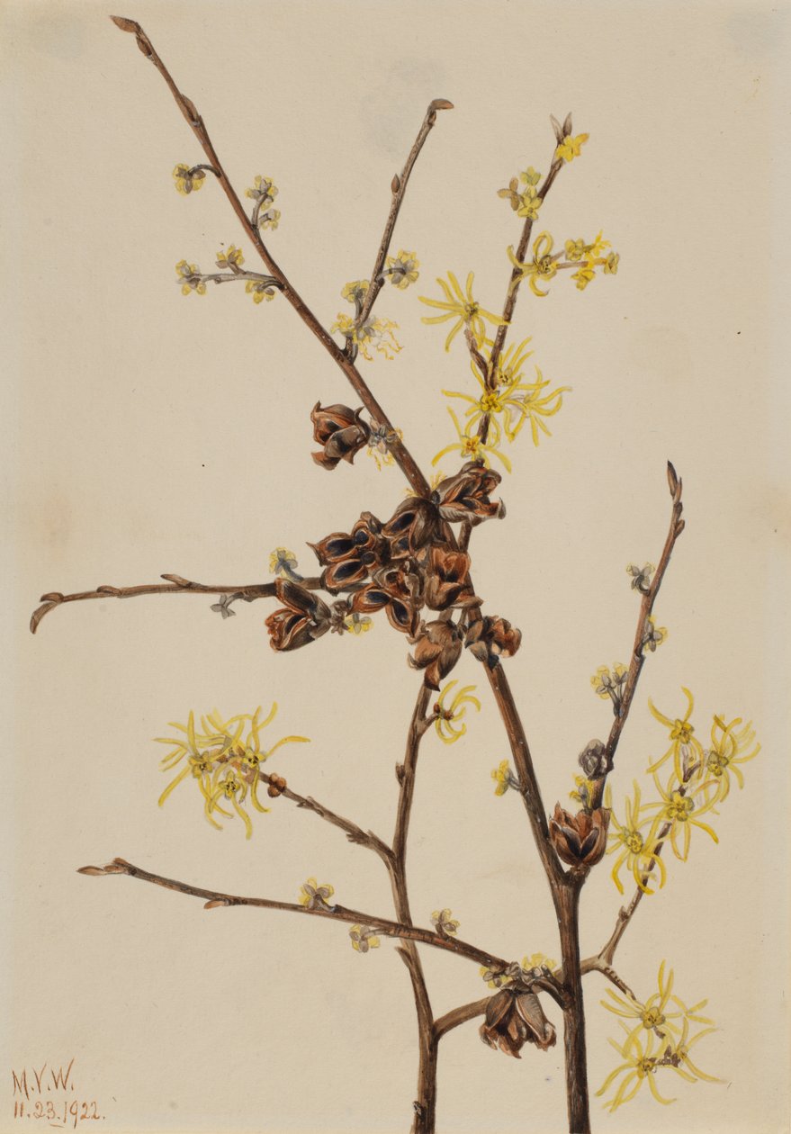 Toverhazelaar Hamamelis virginiana, 1922 door Mary Vaux Walcott