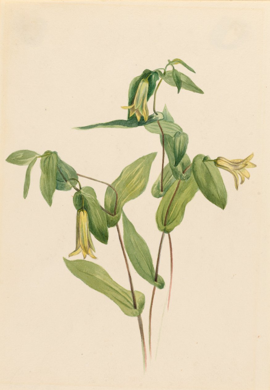 Bosklokjes (Uvularia perfoliata) door Mary Vaux Walcott