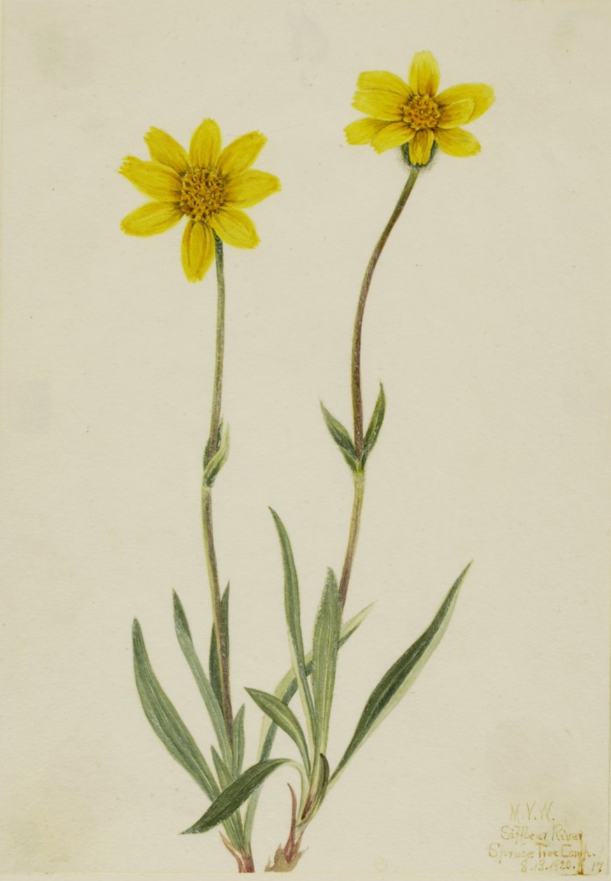 Wollige arnica (Arnica tomentosa) door Mary Vaux Walcott