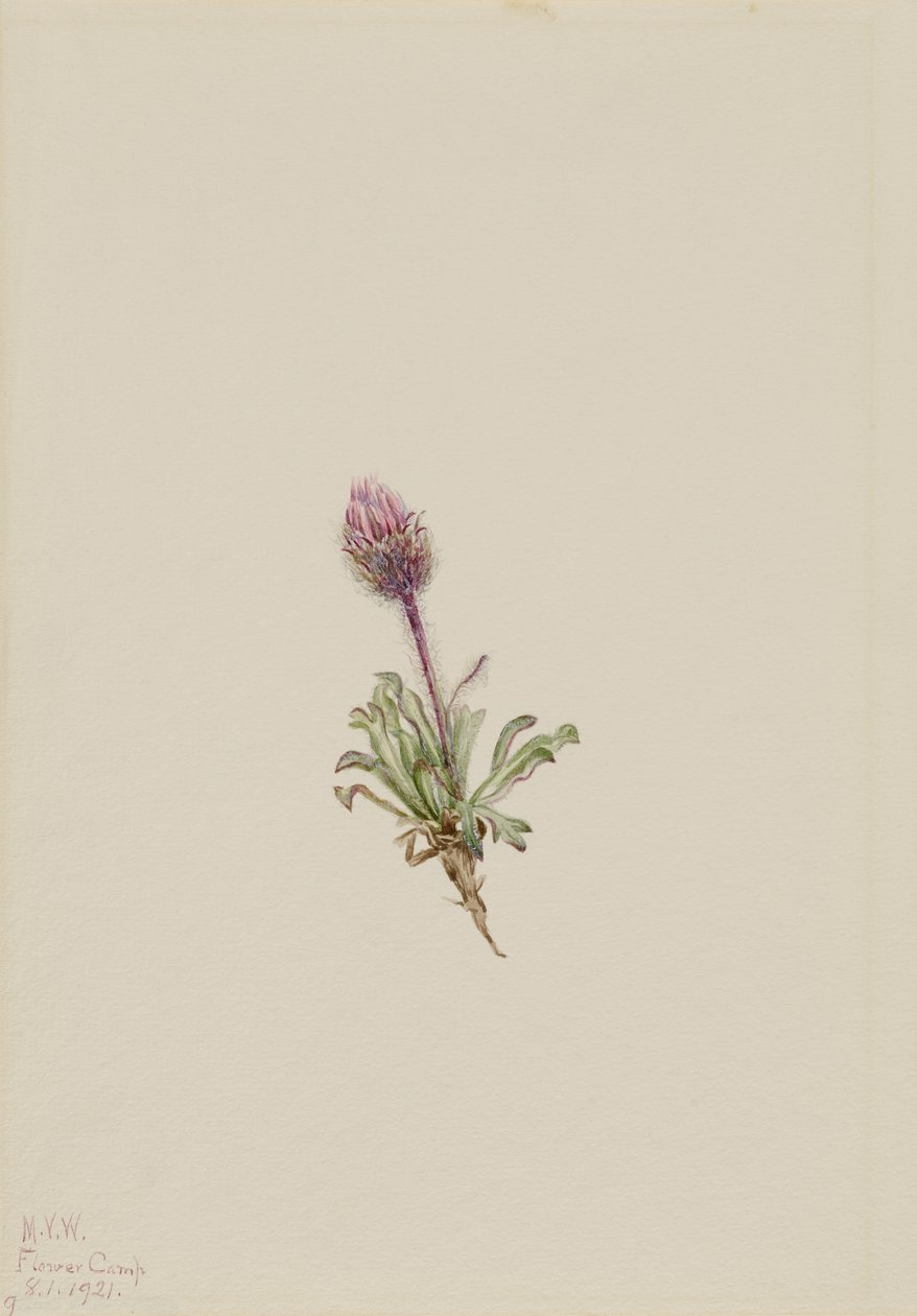 Woolly Fleabane (Erigeron lanatus) door Mary Vaux Walcott
