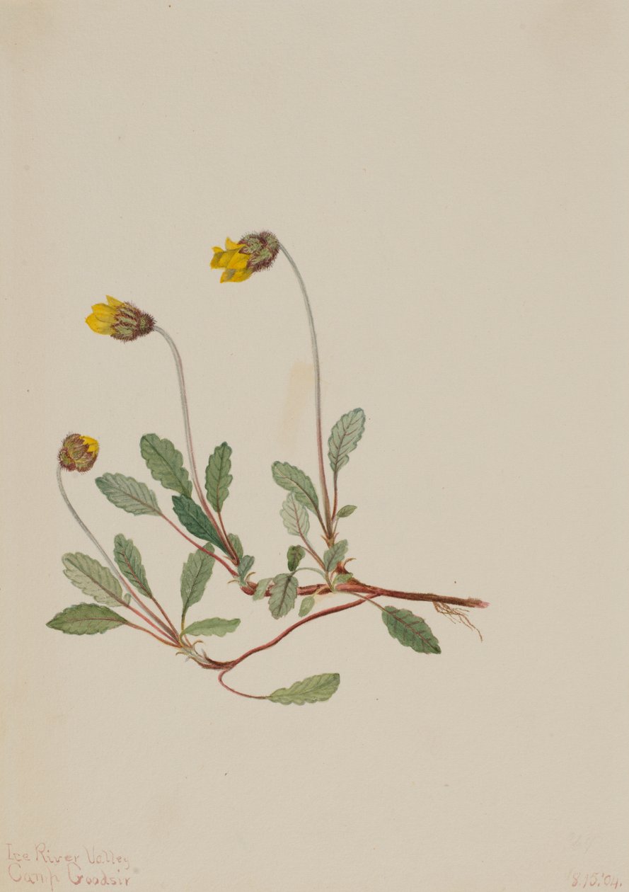 Gele Dryade Dryas drummondii, 1904 door Mary Vaux Walcott