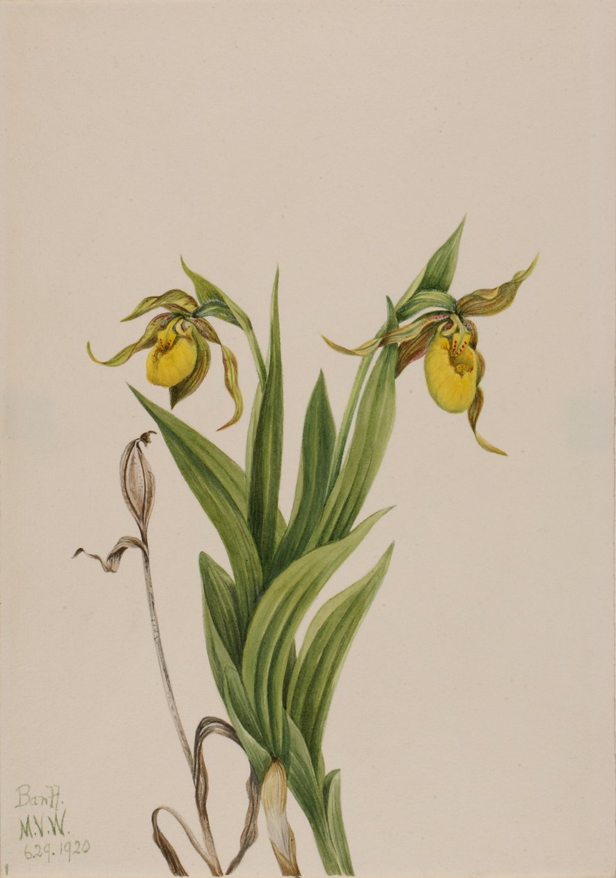 Geel pantoffeldiertje (Cypripedium parviflorum) door Mary Vaux Walcott