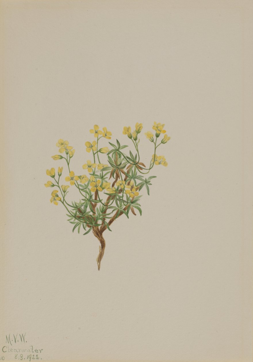 Gele wilgen gras door Mary Vaux Walcott