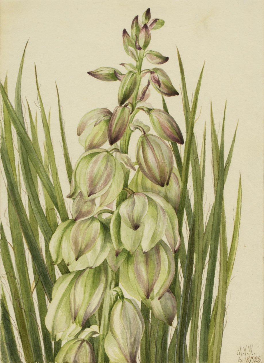 Yucca (Yucca baileyi) door Mary Vaux Walcott