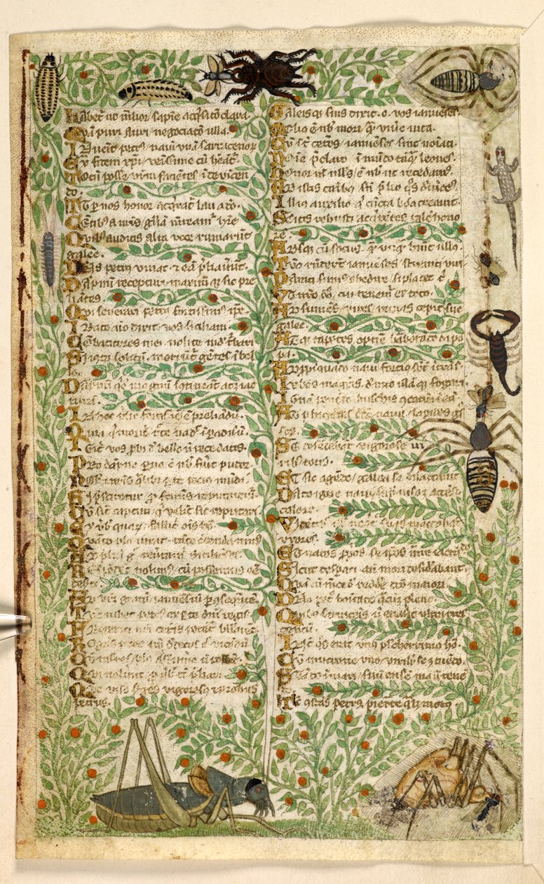 Bloemen, fruit en insecten, waaronder een schorpioen en een hagedis. Verhandeling over de Deugden en Ondeugden, en een anonieme prozageschiedenis van Sicilië (fragment) door Master of the Cocharelli Codex