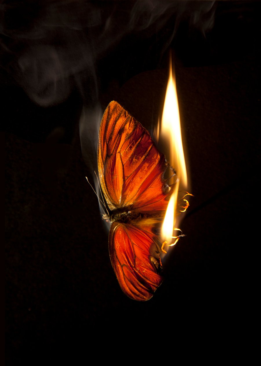 Brandende vlinder 2, 2013 (Lambda print) door Mat Collishaw