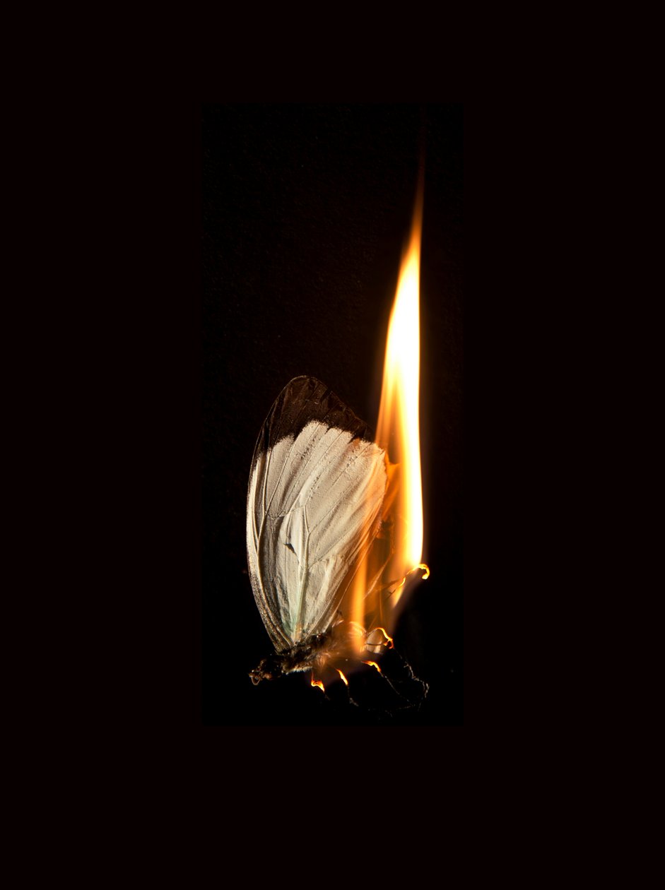 Brandende vlinder 2, 2013 (Lambda print) door Mat Collishaw