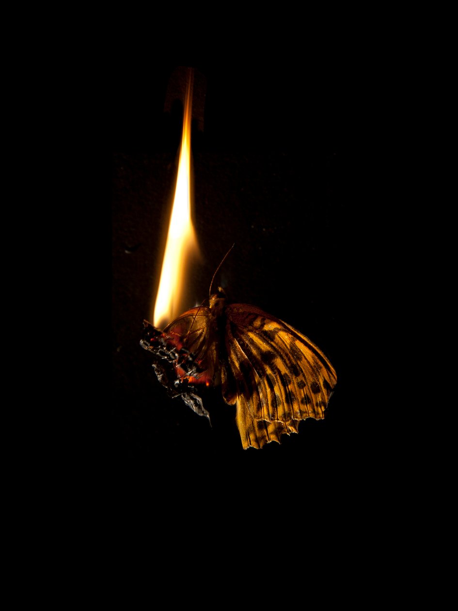 Brandende vlinder 6, 2013 (Lambda print) door Mat Collishaw
