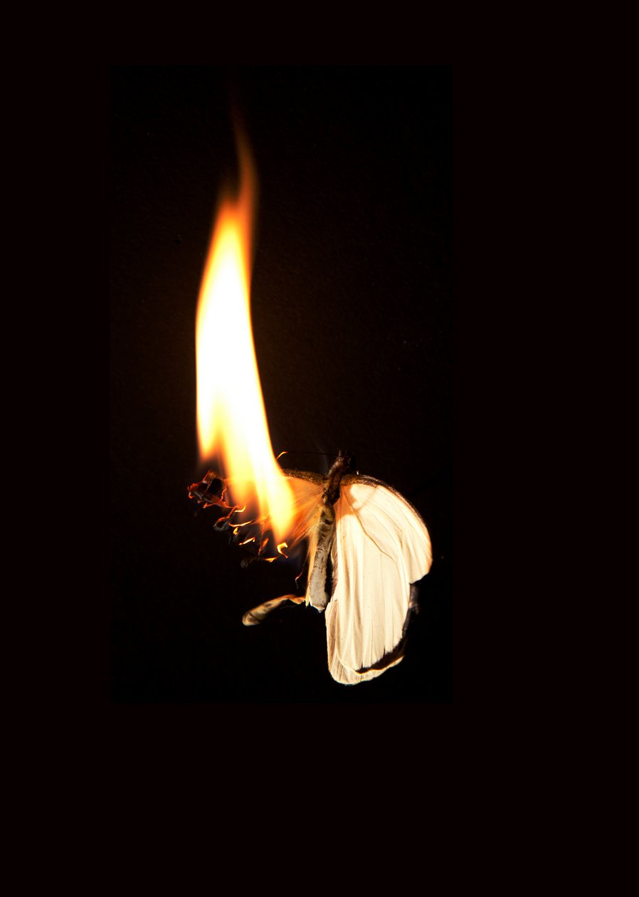 Brandende vlinder 7, 2013 (Lambda print) door Mat Collishaw