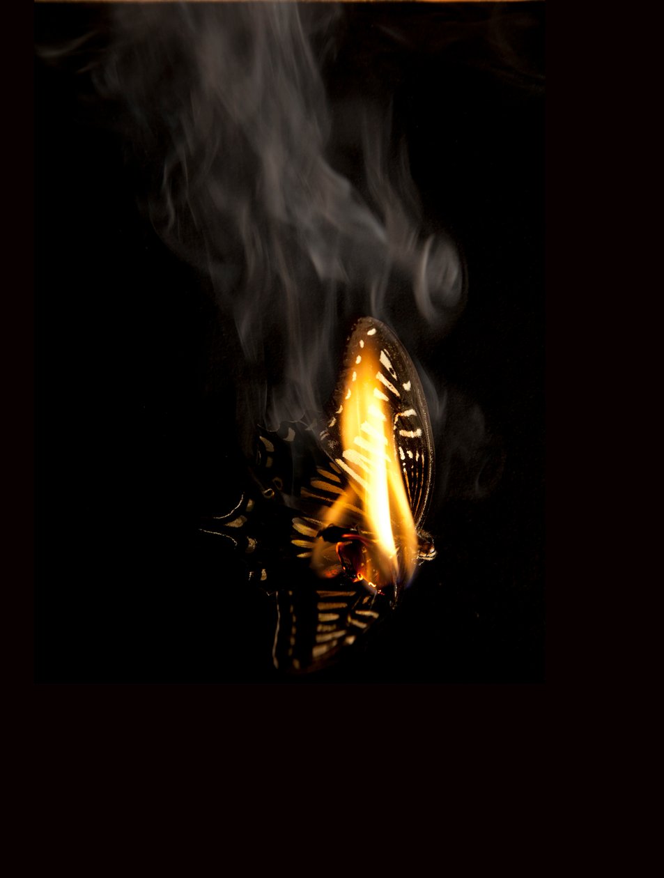 Brandende vlinder 9, 2013 (Lambda print) door Mat Collishaw