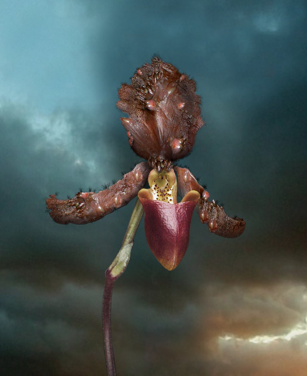 Besmettelijke bloemen, Orchidee 2, 2005 (C-type print) door Mat Collishaw