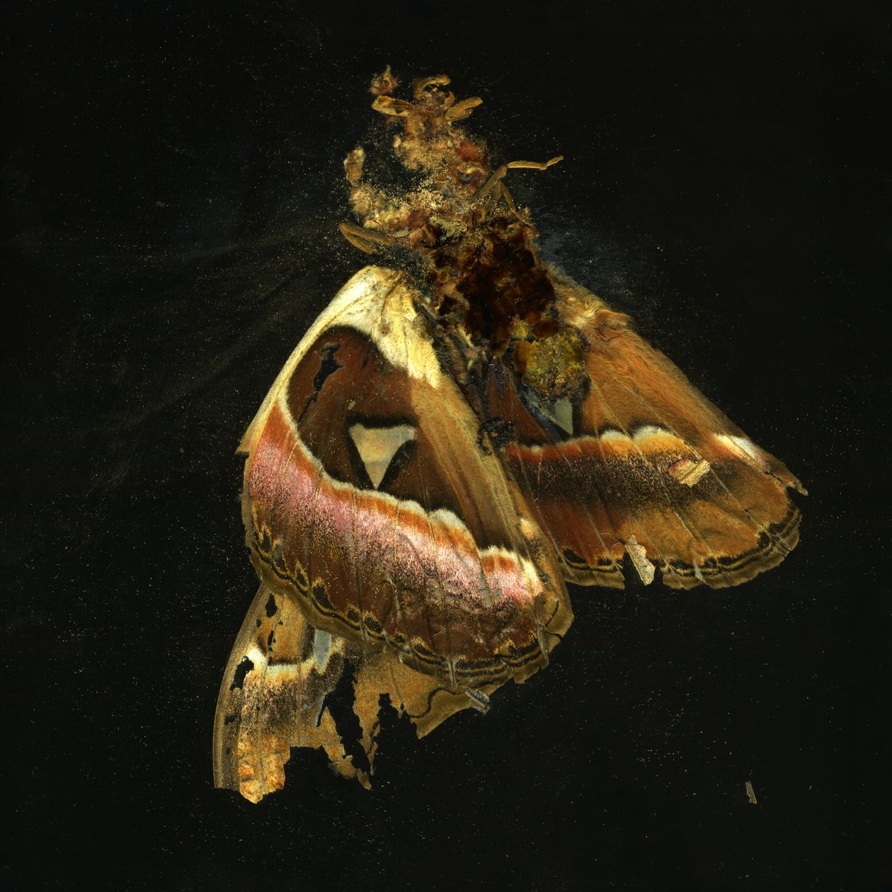 Insecticide 11, 2006 (C-type foto) door Mat Collishaw