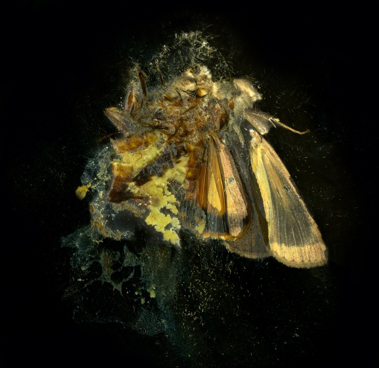 Insecticide 12, 2006 (C-type foto) door Mat Collishaw